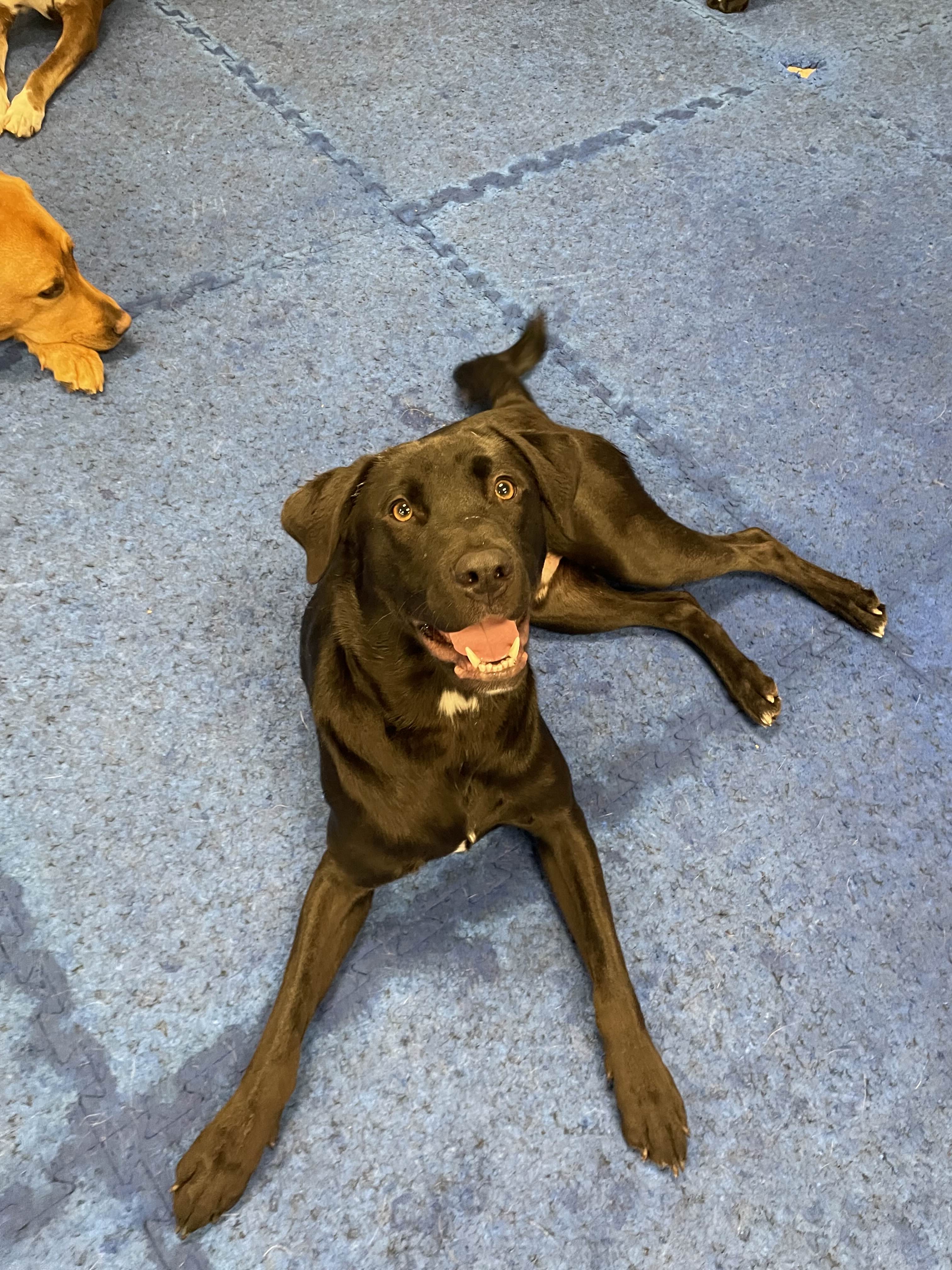 Max - Happy Dog