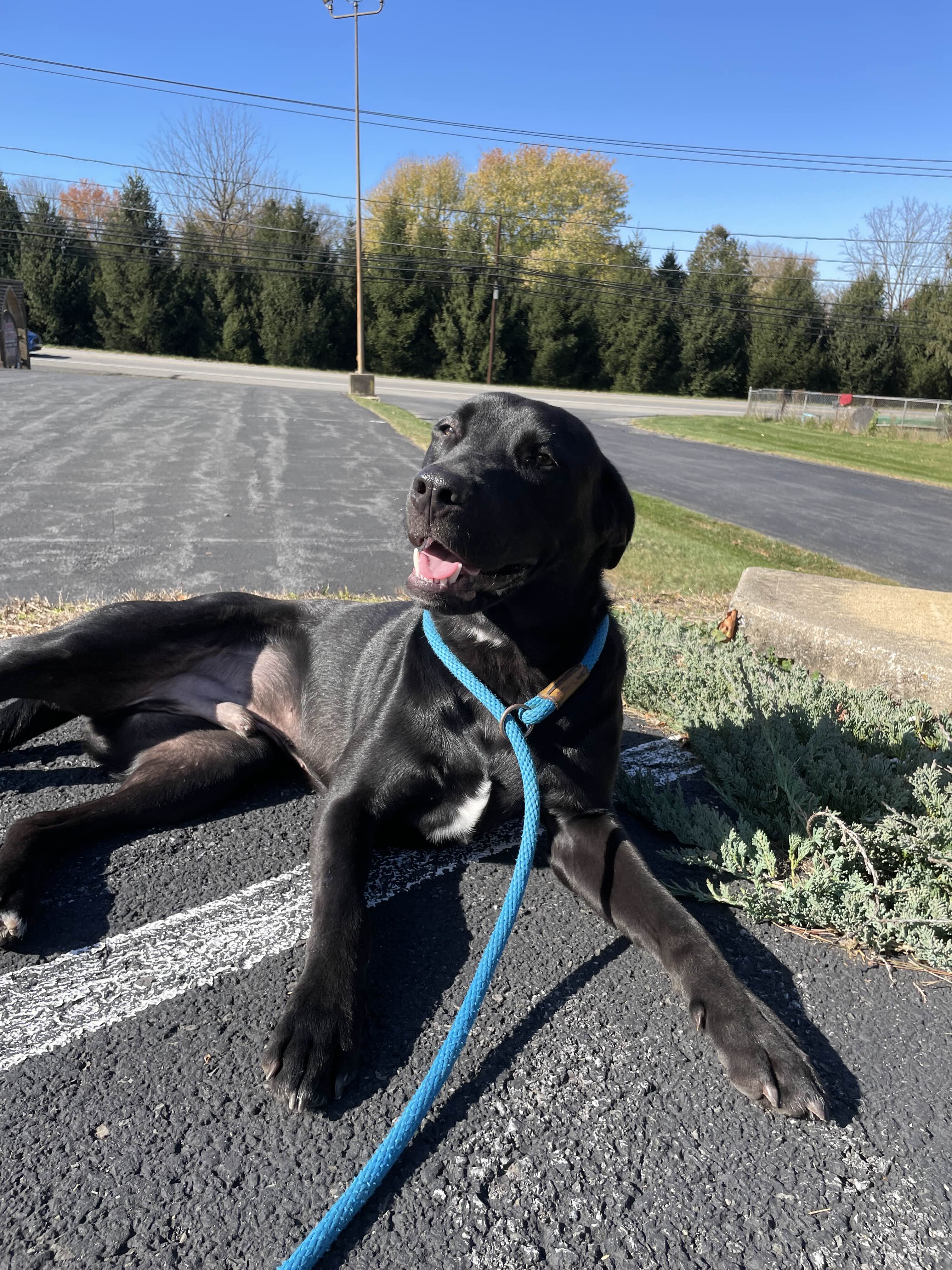 Bailey - Happy Dog