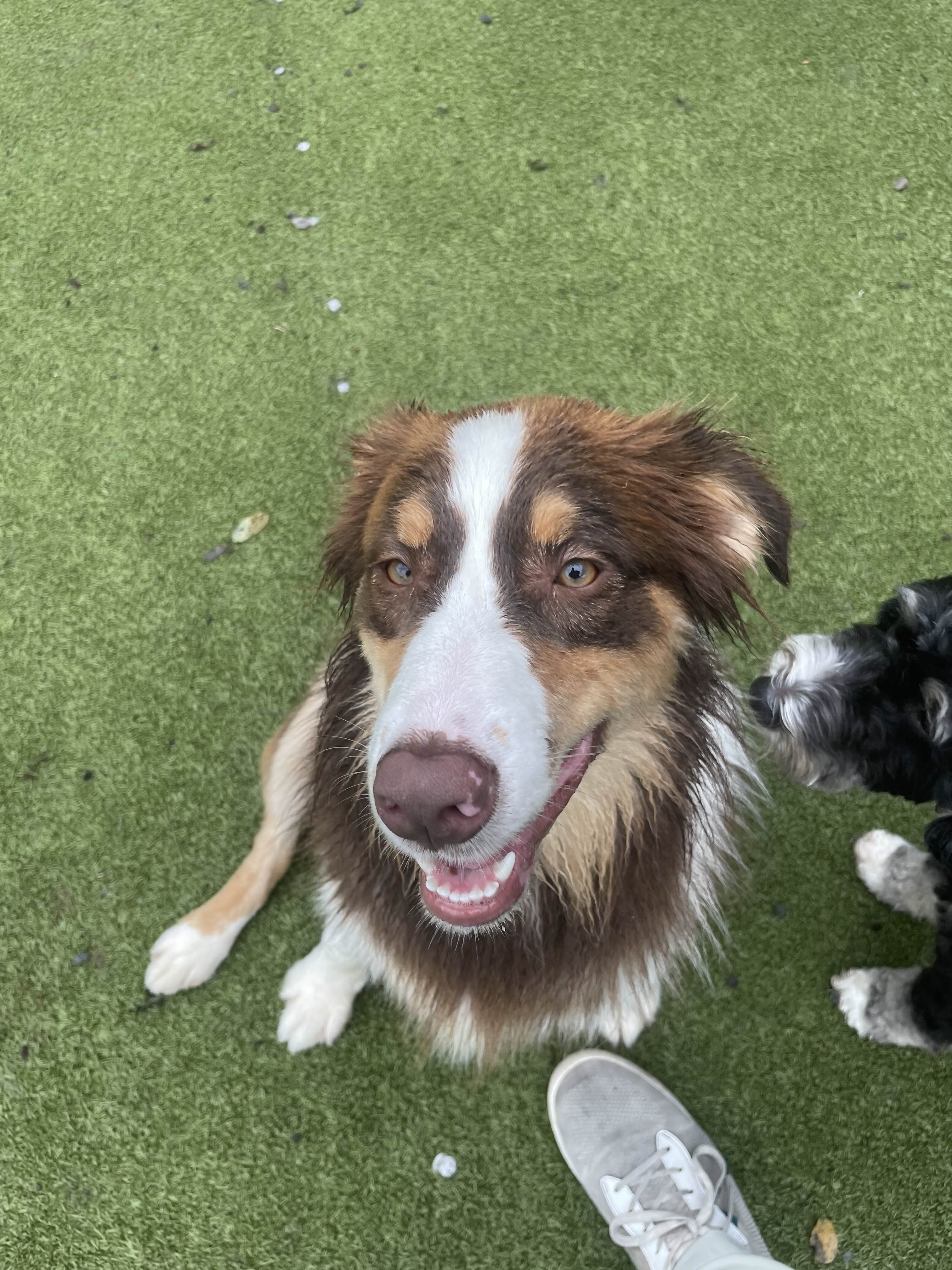 Charlie - Happy Dog