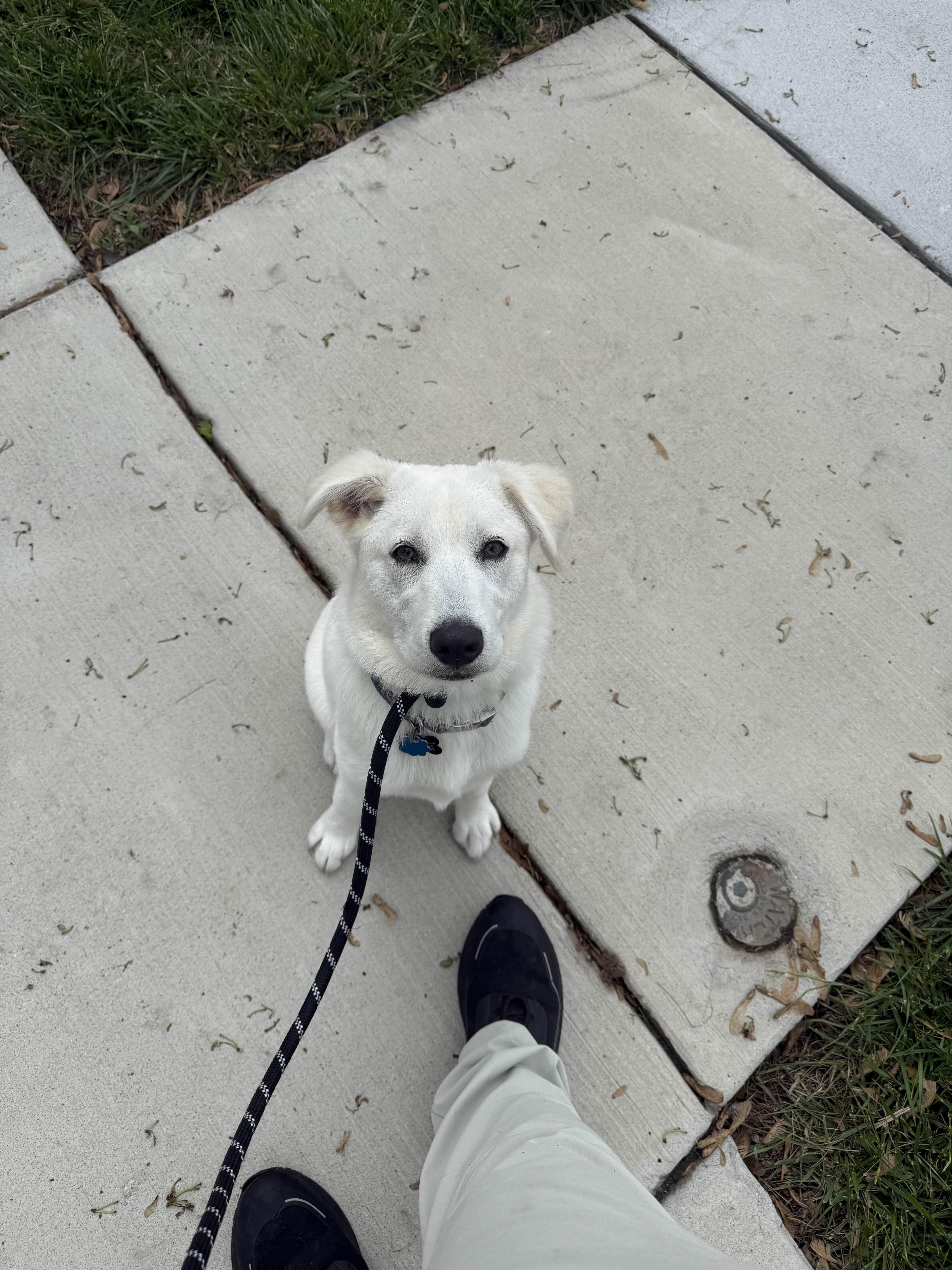 Daisy - Happy Dog