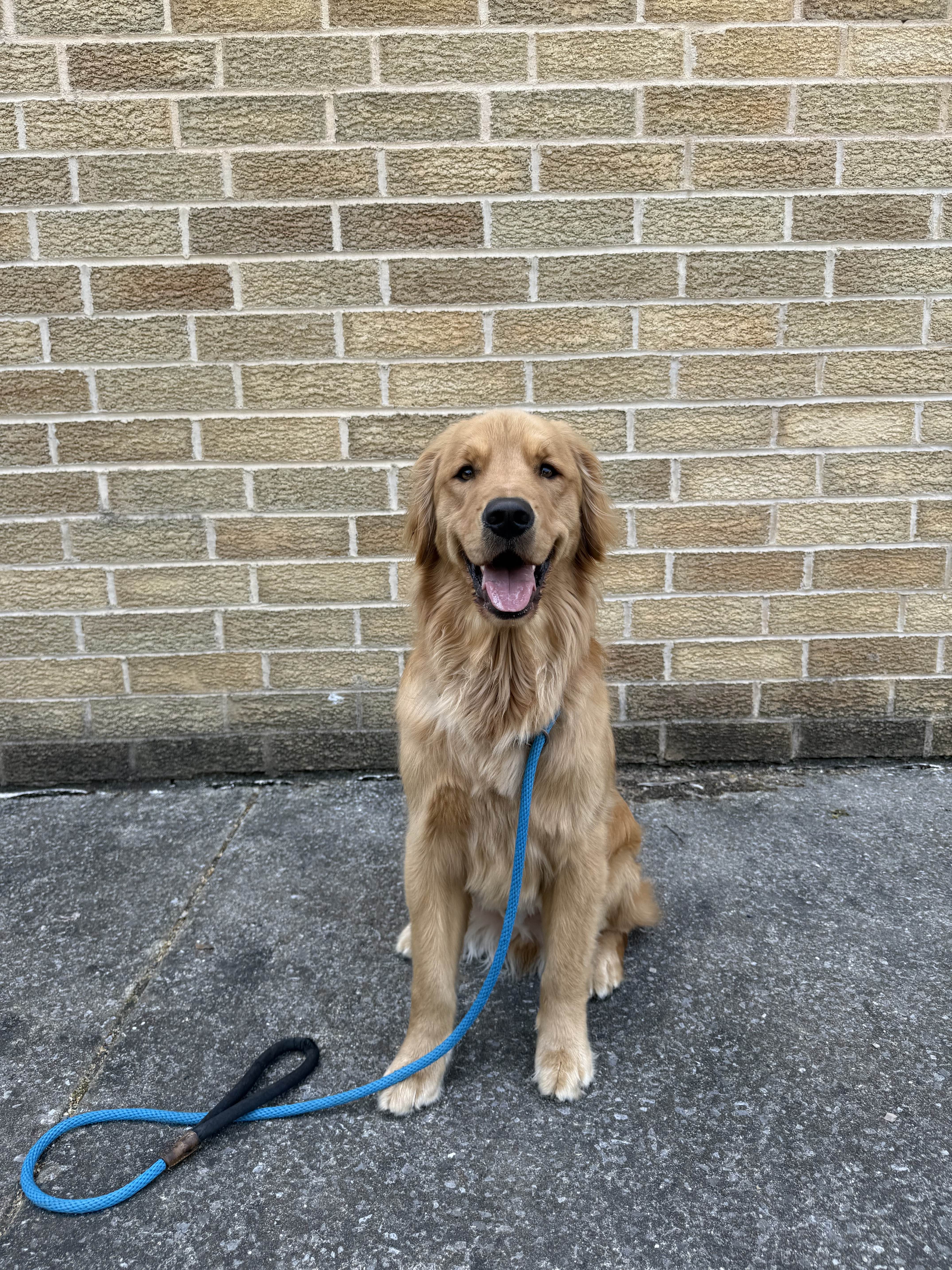 Rocky - Happy Dog