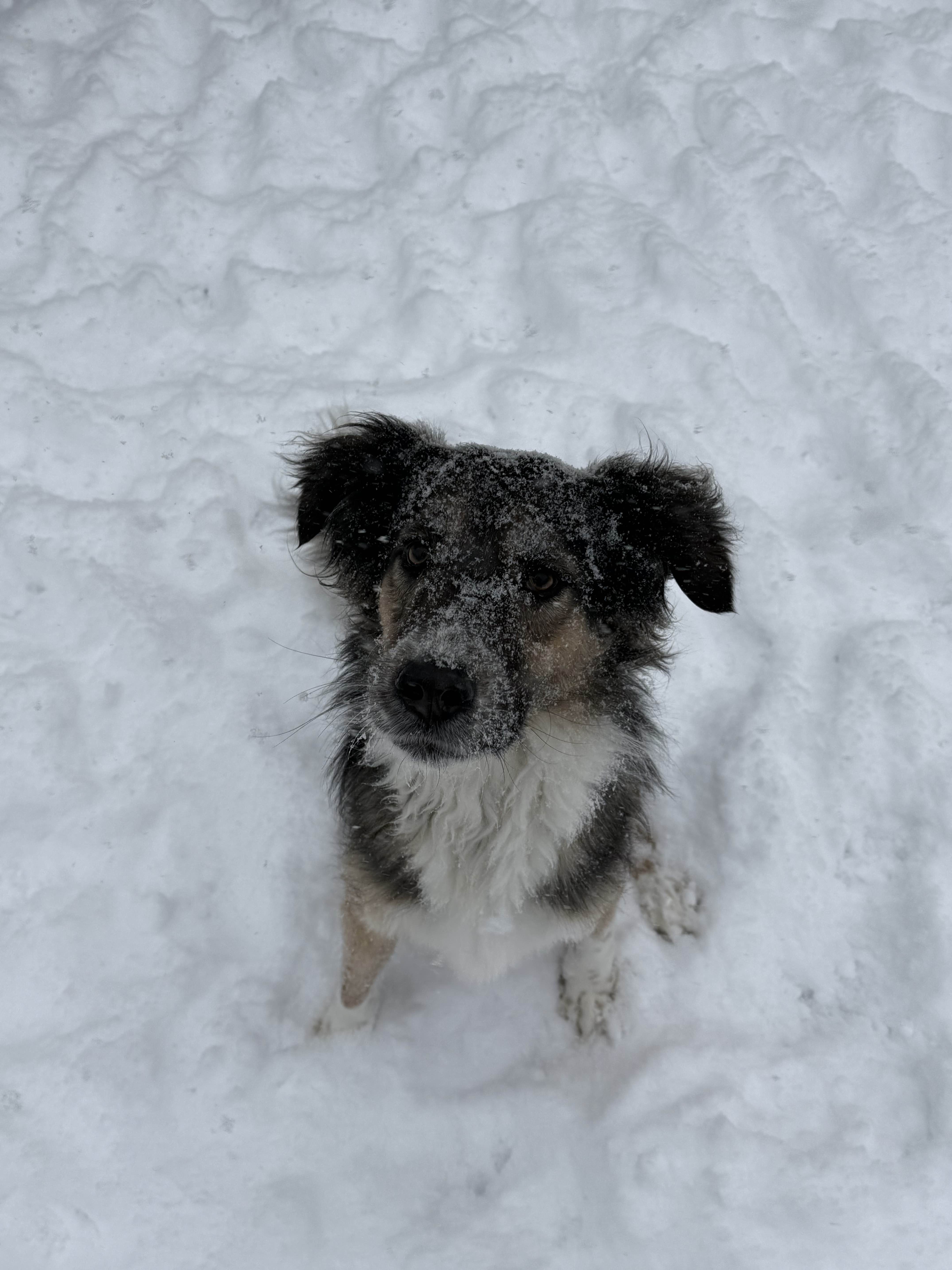 Lucy - Happy Dog