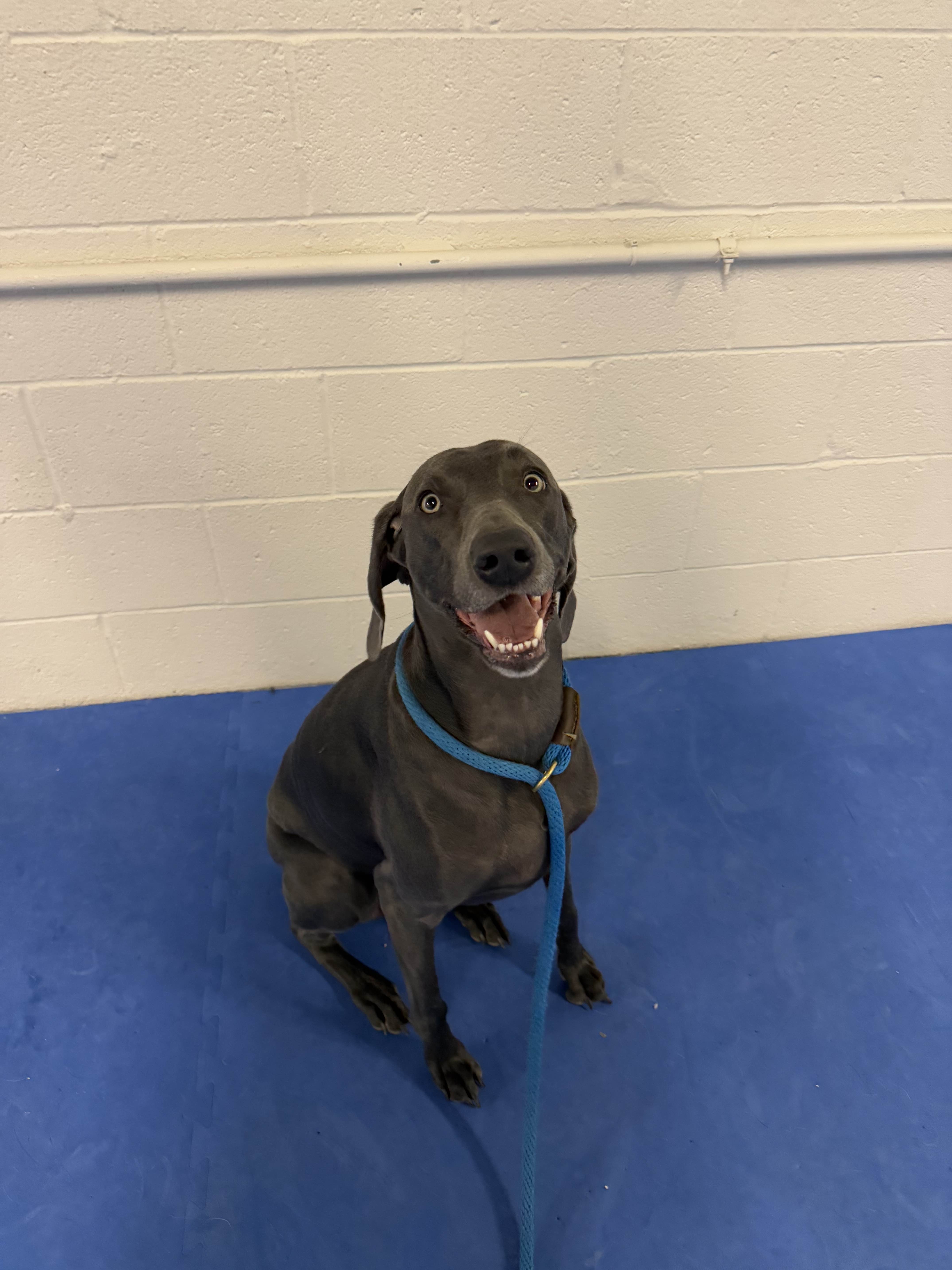 Cooper - Happy Dog