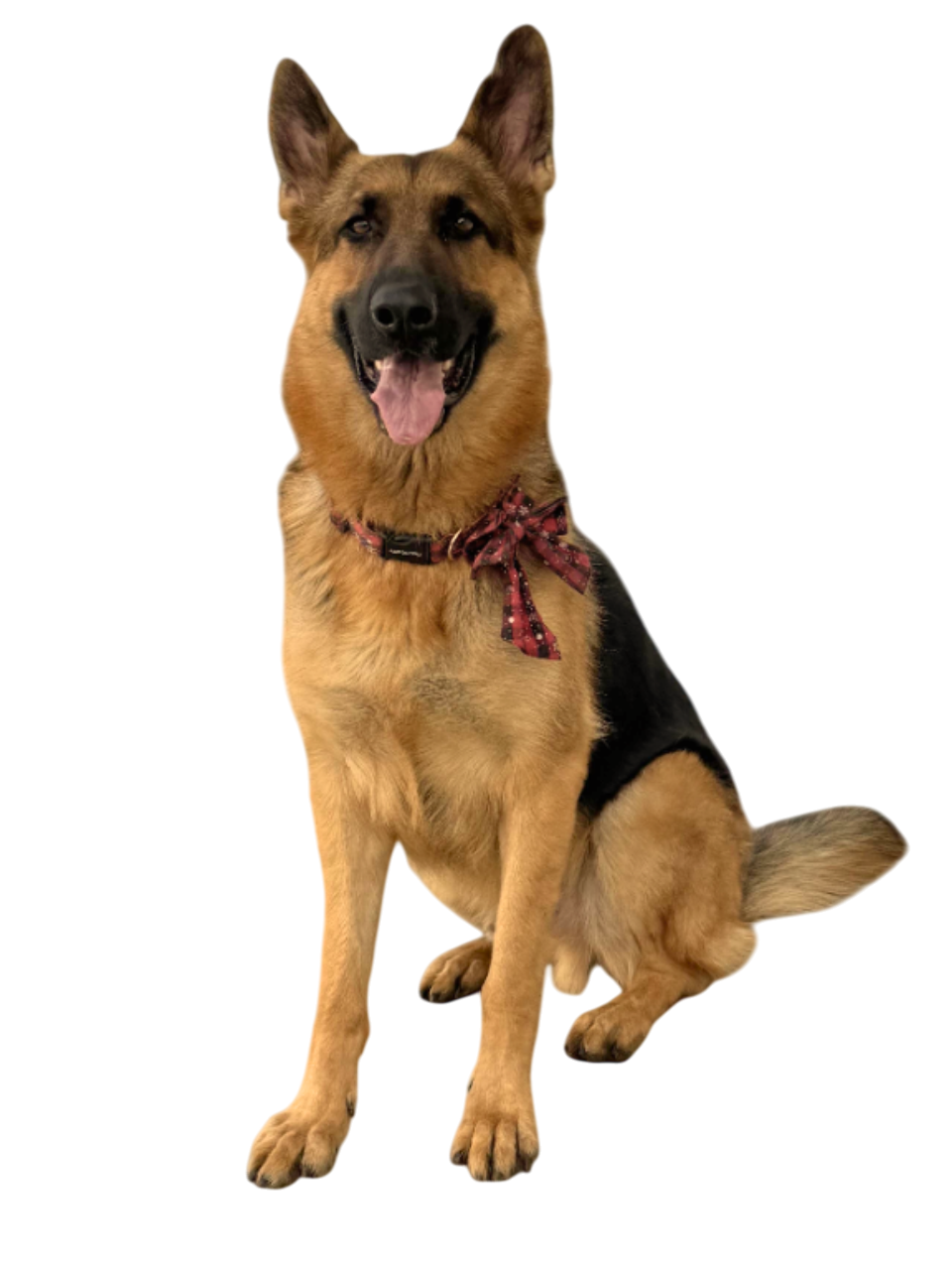 Koda - Our Professional Dog Trainer